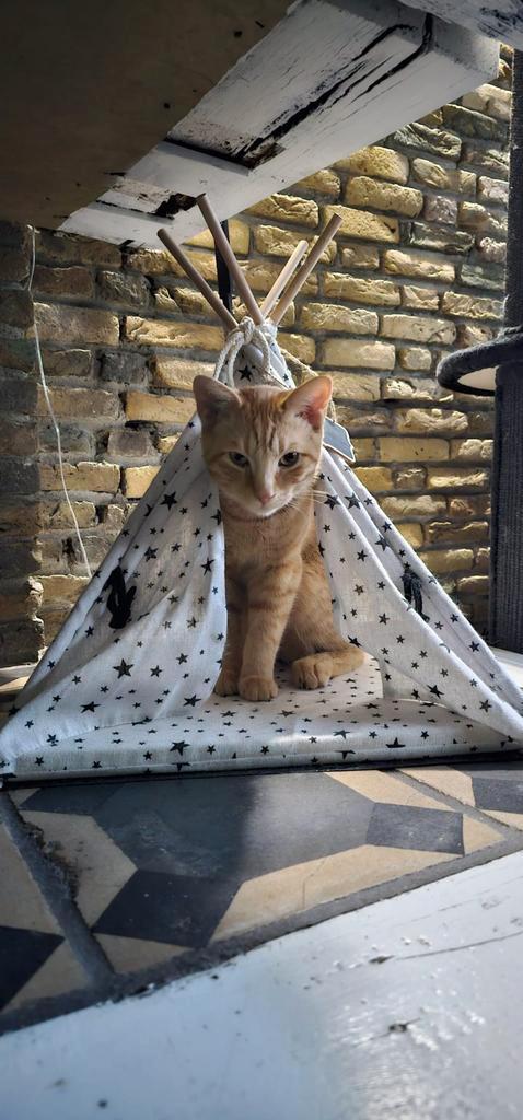 Kattenoppas aangeboden, Diensten en Vakmensen, Dieren | Katten | Verzorging, Oppas en Les