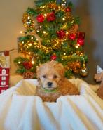 Coming soon! Maltipoo pups 5 weken oud., Dieren en Toebehoren, Honden | Niet-rashonden, CDV (hondenziekte), 8 tot 15 weken, Meerdere