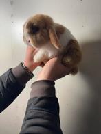 Raszuivere minilop ram, September, Mannelijk