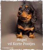 Dwergteckel pupjes Langhaar met ARFE stamboom, Dieren en Toebehoren, Honden | Teckels en Dashonden, Fokker | Hobbymatig, Rabiës (hondsdolheid)