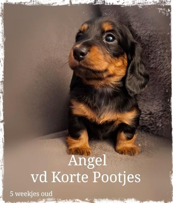 Dwergteckel pupjes Langhaar met ARFE stamboom, Dieren en Toebehoren, Honden | Teckels en Dashonden, Meerdere dieren, Langhaar