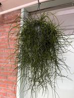 Rhipsalis floccosa, Ophalen of Verzenden, Overige soorten, Minder dan 100 cm