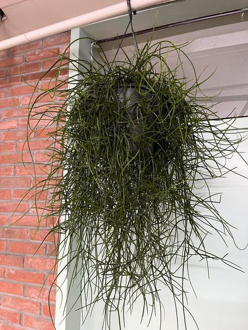 Rhipsalis floccosa, Huis en Inrichting, Kamerplanten, Overige soorten, Minder dan 100 cm, Ophalen of Verzenden