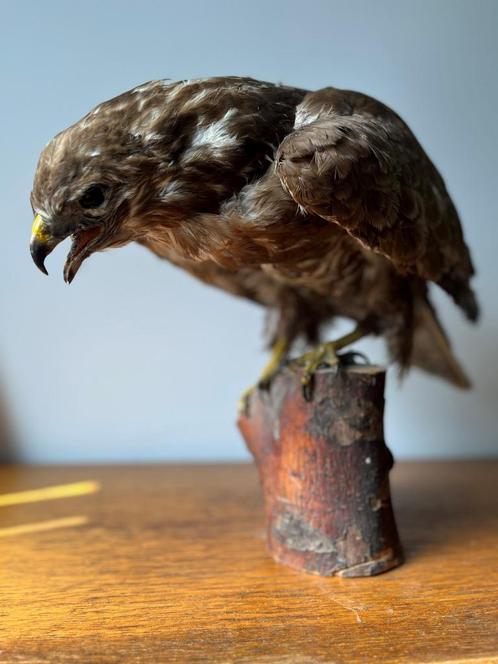 Taxidermie opgezette Buizerd vintage geprepareerde vogel, Verzamelen, Dierenverzamelingen, Opgezet dier, Vogel, Ophalen of Verzenden