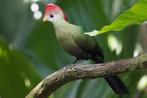 2 jonge roodkuiftoerako's te koop, Dieren en Toebehoren, Vogels | Overige Vogels, Meerdere dieren, Tropenvogel, Geringd