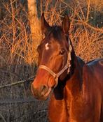 Mooie 5 jarige draver ruin, Gechipt, Ruin, 3 tot 6 jaar, Recreatiepaard