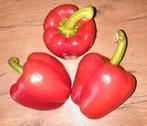 Biologische Rode Paprika Zaadjes., Ophalen of Verzenden, Voorjaar, Volle zon, Zaad