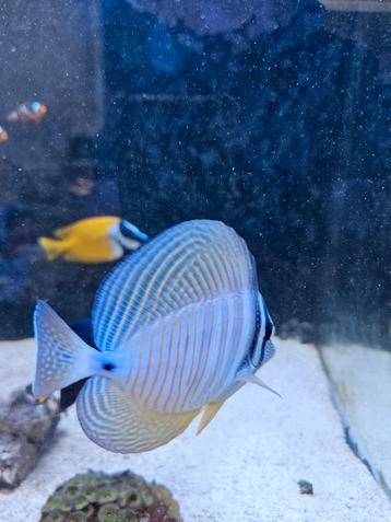 Vissen te koop wegens beëindigen zeeaquarium hobby  beschikbaar voor biedingen