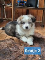 Australian shepherd x Berner Sennen pups, Dieren en Toebehoren, Honden | Herdershonden en Veedrijvers, Nederland, Meerdere, Meerdere dieren