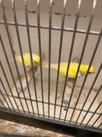 Kanaries, Meerdere dieren, Kleurkanarie