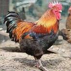 Grote hanen..............., Dieren en Toebehoren, Mannelijk, Kip
