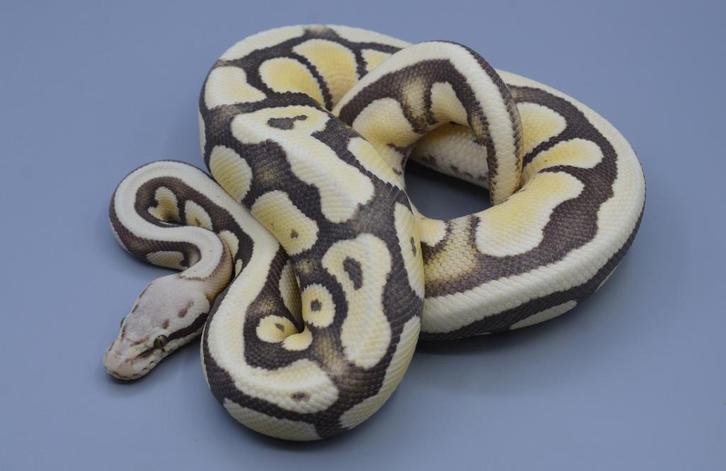 Python Regius - Firefly Desert Ghost man, Dieren en Toebehoren, Reptielen en Amfibieën, Slang, 3 tot 6 jaar, Tam