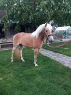 Haflinger merrie 3 jarig, Dieren en Toebehoren, Merrie