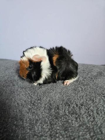 Lief punky cavia mannetje beschikbaar voor biedingen