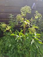 Engelwortel-Angelica archangelica, Ophalen of Verzenden, Voorjaar, Volle zon, Zaad