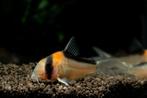 Corydoras adolfoi, Dieren en Toebehoren, Zoetwatervis, Schoolvis, Vis