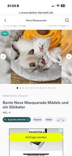 Siberische kittens met stamboom, Meerdere dieren, Gechipt, 0 tot 2 jaar