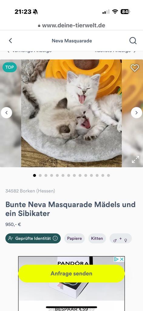 Siberische kittens met stamboom, Dieren en Toebehoren, Katten en Kittens | Raskatten | Langhaar, Meerdere dieren, 0 tot 2 jaar