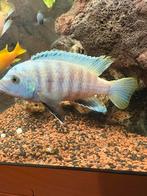 Malawi vissen, Dieren en Toebehoren, Vissen | Aquariumvissen, Vis