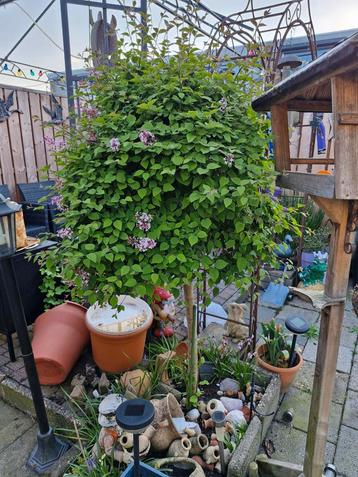 Seringenboom  beschikbaar voor biedingen