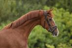 3 jarige vosmerrie, Dieren en Toebehoren, Paarden, Merrie, Zadelmak, Dressuurpaard, 3 tot 6 jaar