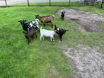 Geit lammetje, Dieren en Toebehoren, Vrouwelijk, Geit