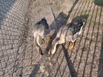 2 jonge chinese knobbelganzen, Dieren en Toebehoren, Geslacht onbekend, Gans of Zwaan