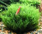 Leptodictyum Riparium aquarium mos garnalen, Dieren en Toebehoren, Vissen | Aquaria en Toebehoren, Ophalen of Verzenden, Nieuw