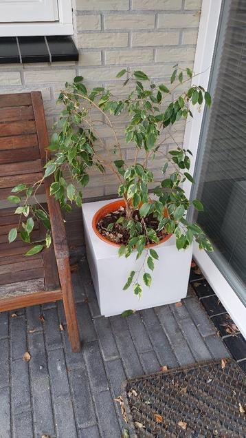 Ficus in plantenbak beschikbaar voor biedingen