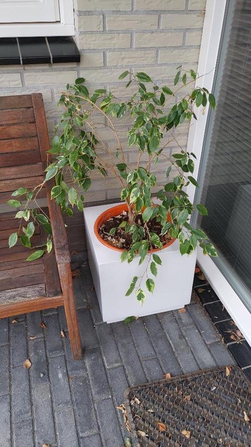 Ficus in plantenbak, Huis en Inrichting, Kamerplanten, Ficus, Minder dan 100 cm, Groene kamerplant, Halfschaduw, In pot, Ophalen