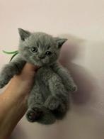 Super schattige Britse Korthaar kittens😻(mogen mee!), Kater, Ontwormd
