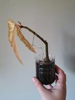 Stekje van de begonia stippenplant, Ophalen, Halfschaduw, Minder dan 100 cm
