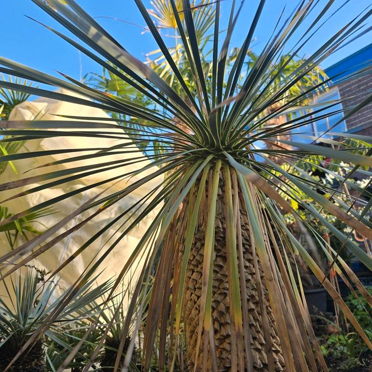 🌵 Yucca Rostrata XL – De Koning onder de Woestijnplanten, Tuin en Terras, Planten | Tuinplanten, Overige soorten, Volle zon, Ophalen of Verzenden
