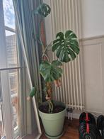 Grote monstera minimaal 1.60, Ophalen, Overige soorten, Minder dan 100 cm