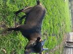 Te Koop Dwerggeitenbokje, Dieren en Toebehoren, April, Mannelijk