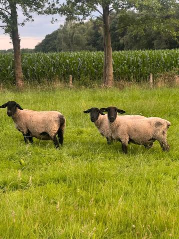 3 Overjarige suffolk fokooien beschikbaar voor biedingen