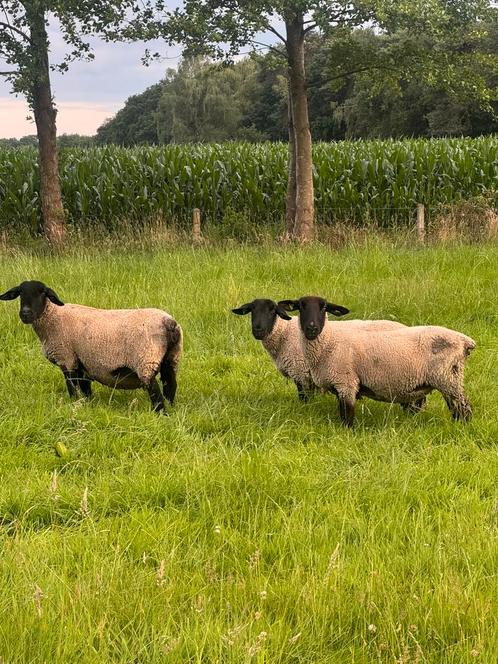 3 Overjarige suffolk fokooien, Dieren en Toebehoren, Schapen, Geiten en Varkens, Schaap, Meerdere dieren