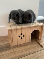 Tamme minilop konijnen broer en zus, Dieren en Toebehoren, Meerdere dieren, Klein, 0 tot 2 jaar