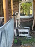 Anatolische herder teef pup, Dieren en Toebehoren, Honden | Herdershonden en Veedrijvers, 15 weken tot 1 jaar, CDV (hondenziekte)