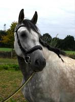 6-jarige PRE ruin 1.62m, Dieren en Toebehoren, Gechipt, B, Ruin, Dressuurpaard