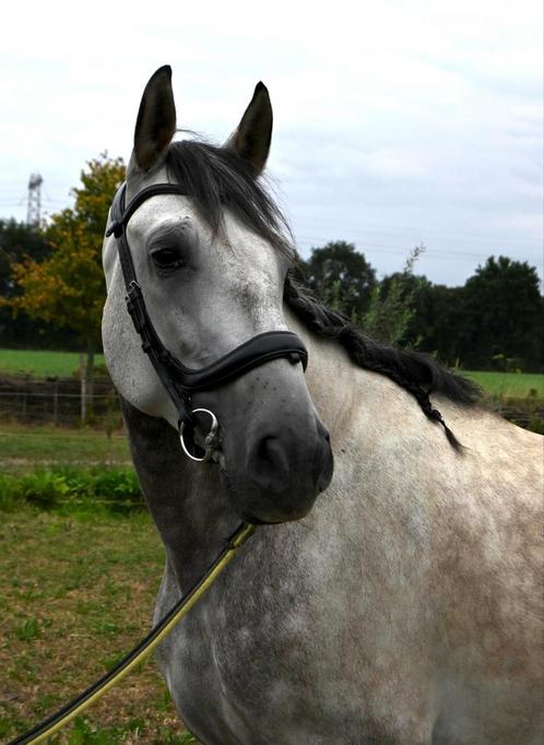 6-jarige PRE ruin 1.62m, Dieren en Toebehoren, Paarden, Ruin, B, 160 tot 165 cm, 3 tot 6 jaar, Dressuurpaard, Gechipt, Ontwormd