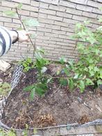 1 Big Laurier Laurus Nobilis / keuken kruidenvariant /Herbs, Ophalen, Laurier, Struik, 100 tot 250 cm