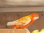 Te  koop penant rosella's, Dieren en Toebehoren, Vogels | Parkieten en Papegaaien, Meerdere dieren, Parkiet, Geringd