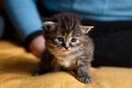 Siberische kittens, Dieren en Toebehoren, Meerdere dieren