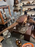 Taxidermie fazant, ., Ophalen of Verzenden, Zo goed als nieuw, .