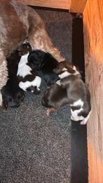 Boomer pups, Parvo, Reu, 8 tot 15 weken, Meerdere