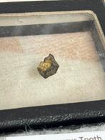 Edmontosaurus Tooth, dinosaurus tand fossiel 68 miljoen jaar, Verzamelen, Mineralen en Fossielen, Ophalen of Verzenden, Fossiel