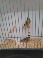 Zwartkop sijsjes magelaan sijsjes, Dieren en Toebehoren, Meerdere dieren, Tropenvogel, Geringd