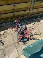 Vetplanten sedum, Tuin en Terras, Volle zon, Vaste plant, Zomer, Ophalen