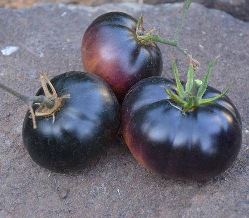 Black Beauty - Tomaat zaden, Tuin en Terras, Bloembollen en Zaden, Zaad, Voorjaar, Volle zon, Verzenden
